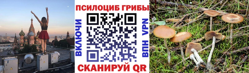 Купить закладки  Белореченск  Псилоцибиновые грибы мицелий 